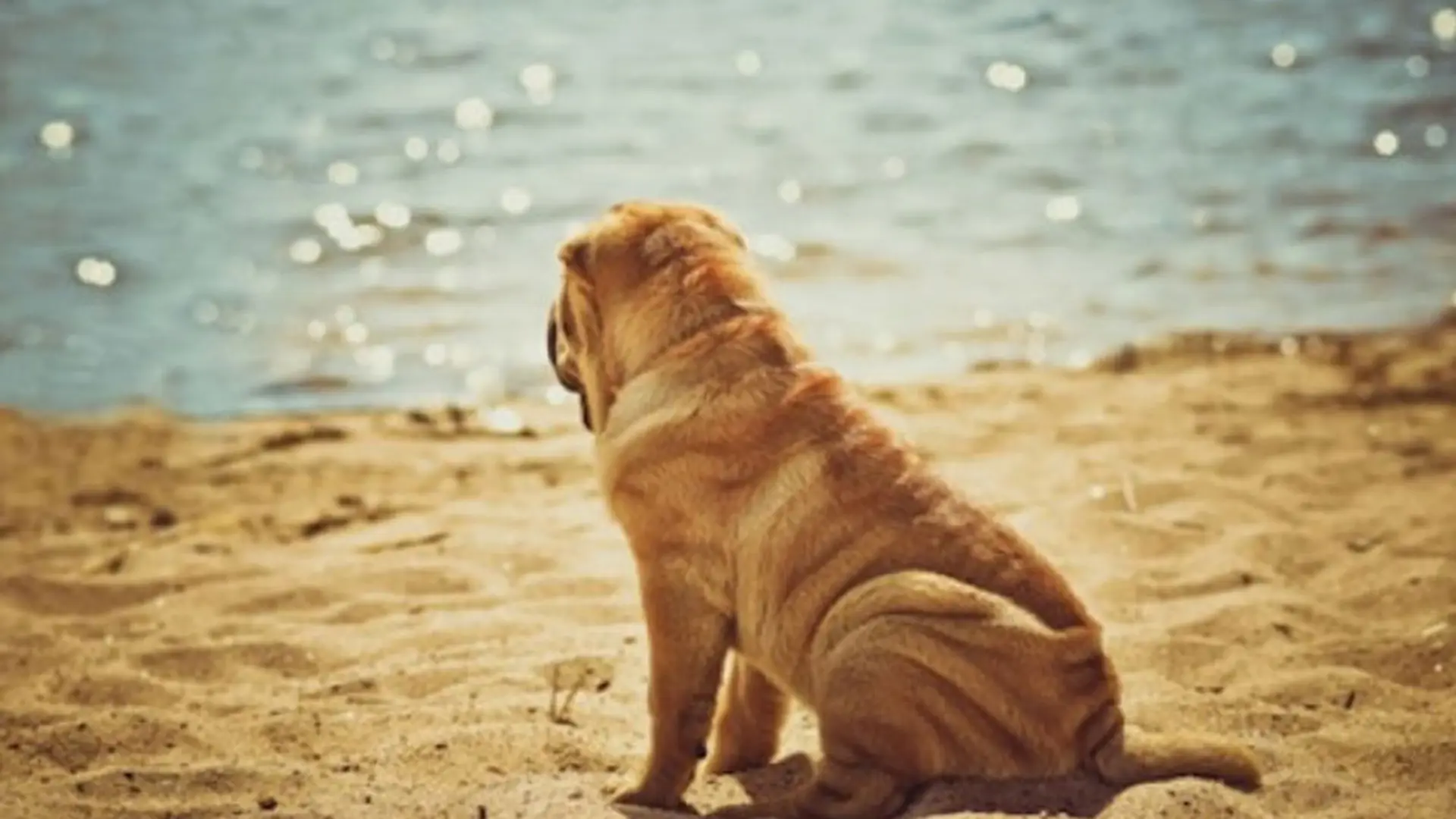 Isı Çarpması, Güneş Çarpması