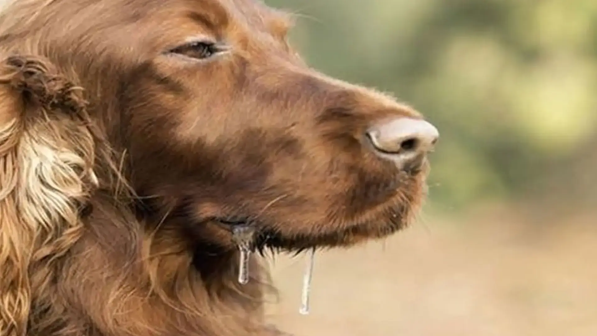 Köpeklerde Aşırı Salya Hangi Hastalıkların Habercisidir?