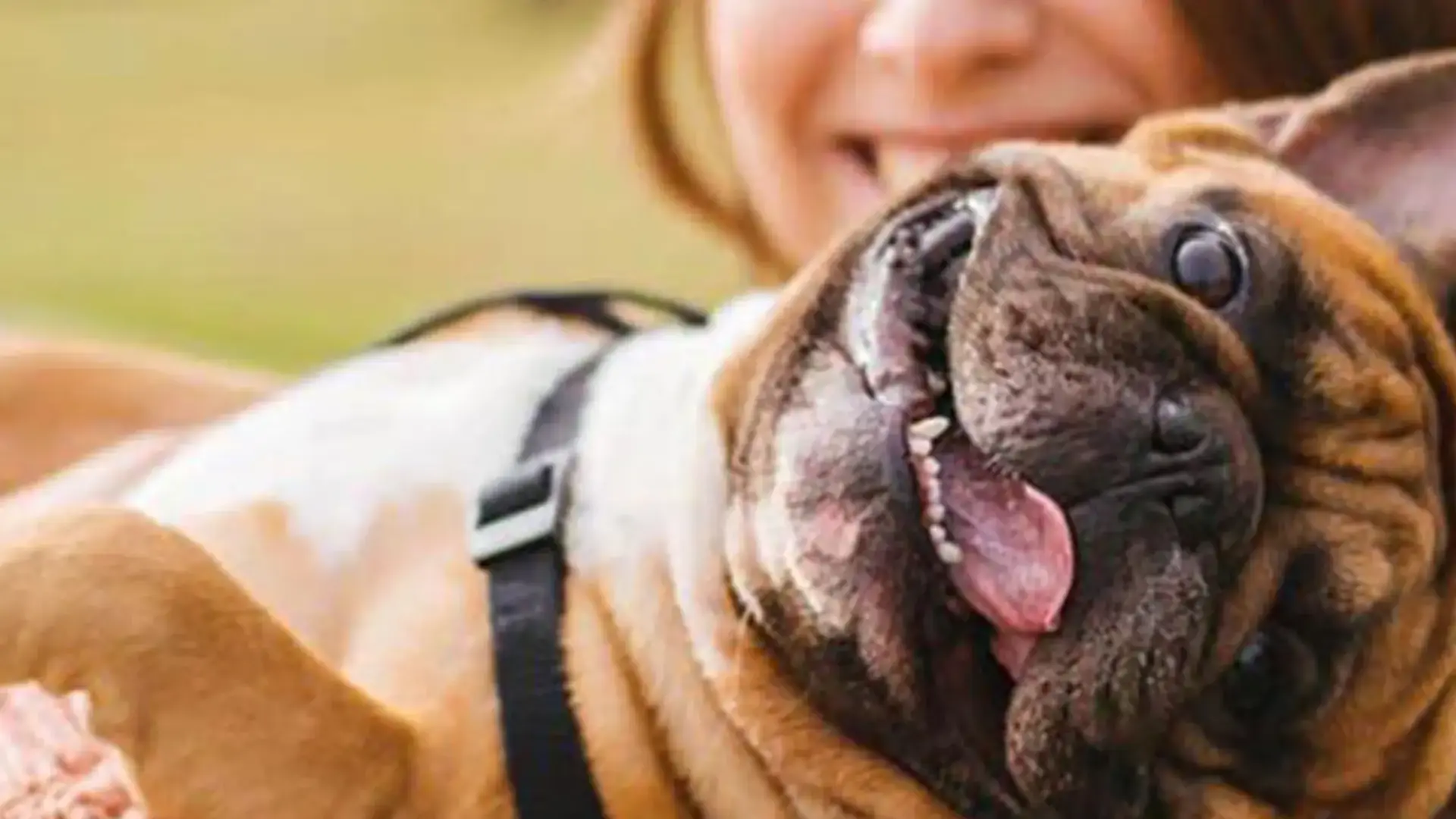 Köpeklerde zehirli gıdalar