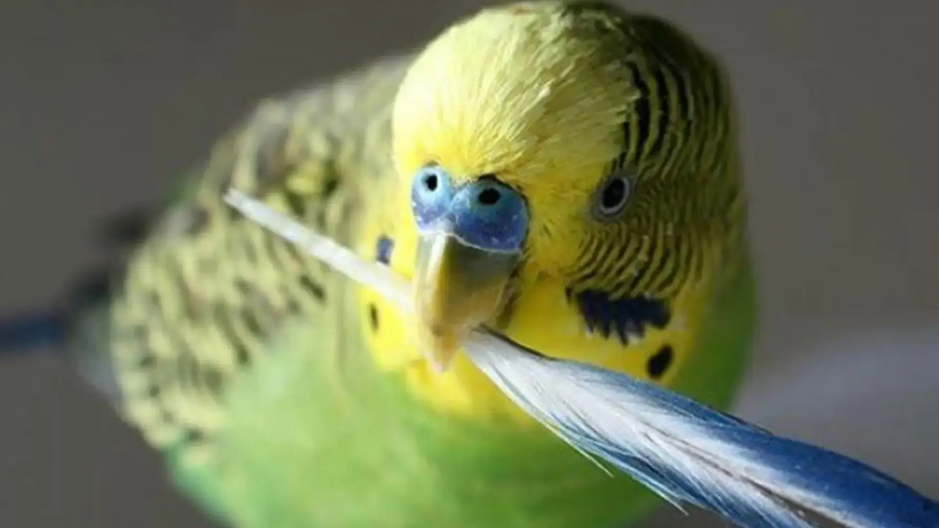 Muhabbet Kuşu Hastalıkları